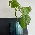Monstera I - Classic *