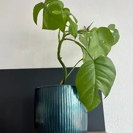 Monstera I - Classic *